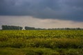 Ripe sunflower in the foreground in field of sunflowers on a cloudy day Royalty Free Stock Photo