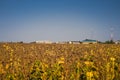 Ripe sunflower in the foreground in field of sunflowers on a sunny day Royalty Free Stock Photo