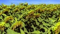 Ripe sunflower in the foreground in field of sunflowers on a sunny day.