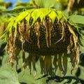 Close up ripe sunflower in the foreground in field of sunflowers on a sunny day. Royalty Free Stock Photo