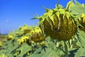 Ripe sunflower in the foreground in field of sunflowers on a sunny day Royalty Free Stock Photo