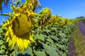 Ripe sunflower in the foreground in field of sunflowers on a sunny day Royalty Free Stock Photo