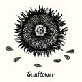 Ripe sunflower head with seeds, outline simple doodle drawing with inscription