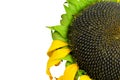 Ripe sunflower isolated on white background Royalty Free Stock Photo