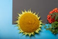 Ripe sunflower and mountain ash layout on a blue background. There is a place for text Royalty Free Stock Photo