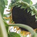 Ripe sunflower plant, flower head close-up with seeds. Royalty Free Stock Photo