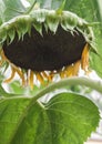 Ripe sunflower plant, flower head close-up with seeds. Royalty Free Stock Photo