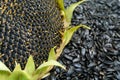 Ripe sunflower and seeds