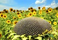 Ripe sunflower and sunflowers field