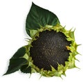 Ripe sunflower on white isolated background. Place for text Royalty Free Stock Photo