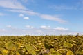 Ripe sunflowers on a background of blue sky