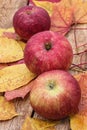 Ripe,sweet apple Royalty Free Stock Photo