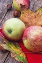 Ripe,sweet apple autumn harvest Royalty Free Stock Photo