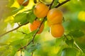 Ripe Sweet Apricot Fruits on Branch among Green Leaves at Warm Sunny Day