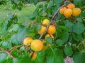 Ripe sweet apricot fruits growing on a apricot tree branch Royalty Free Stock Photo