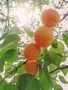 Ripe sweet apricot fruits growing on a apricot tree branch Royalty Free Stock Photo