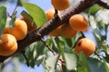 Ripe sweet apricot fruits growing on a apricot tree branch in orchard. Royalty Free Stock Photo