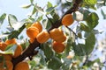 Ripe sweet apricot fruits growing on a apricot tree branch in orchard. Royalty Free Stock Photo