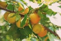 Ripe sweet apricot fruits growing on a apricot tree branch in or Royalty Free Stock Photo