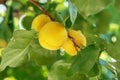 Ripe sweet apricot fruits growing on a apricot tree branch in or Royalty Free Stock Photo