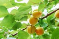 Ripe sweet apricot fruits growing on a apricot tree branch in or Royalty Free Stock Photo