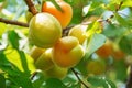 Ripe sweet apricot fruits growing on a apricot tree branch in or Royalty Free Stock Photo