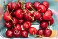 Ripe sweet cherries ready to be eaten