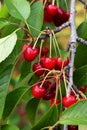 Ripe sweet cherry berries on a tree with green leaves. Cherry harvest. Red ripe cherries in the garden Royalty Free Stock Photo