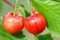 Ripe sweet cherry Royalty Free Stock Photo