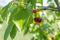 Ripe sweet cherry growing on a tree, close-up.