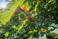Ripe sweet chestnuts Castanea sativa in a tree Royalty Free Stock Photo