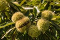 Ripe sweet chestnuts in husk on tree Royalty Free Stock Photo