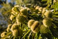 Ripe sweet chestnuts on tree Royalty Free Stock Photo