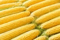 Ripe sweet fresh corn on cobs, closeup. Summer healthy vegetables food background Royalty Free Stock Photo