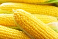 Ripe sweet fresh corn on cobs, closeup. Summer healthy vegetables.food background Royalty Free Stock Photo