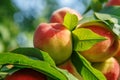 Ripe sweet peach fruits growing on a peach tree branch Royalty Free Stock Photo