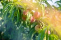 Ripe sweet peach fruits growing on a peach tree branch Royalty Free Stock Photo