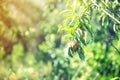 Ripe sweet peach fruits growing on a peach tree branch Royalty Free Stock Photo