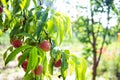 Ripe sweet peach fruits growing on a peach tree branch Royalty Free Stock Photo