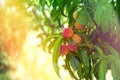 Ripe sweet peach fruits growing on a peach tree branch Royalty Free Stock Photo