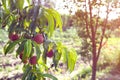 Ripe sweet peach fruits growing on a peach tree branch Royalty Free Stock Photo