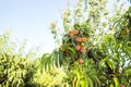 Ripe sweet peach fruits growing on a peach tree branch Royalty Free Stock Photo