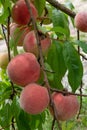 Ripe sweet peach fruits growing on a tree branch Royalty Free Stock Photo