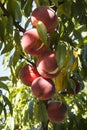 Ripe  peach fruits growing on a peach tree branch in orchard Royalty Free Stock Photo