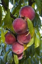 Ripe peach fruits growing on a peach tree branch in orchard Royalty Free Stock Photo