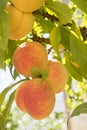 Ripe sweet peach fruits growing on a tree branch in orchard Royalty Free Stock Photo