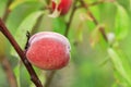 Ripe sweet peach growing on a tree branch close-up Royalty Free Stock Photo