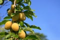 Ripe sweet plums Royalty Free Stock Photo