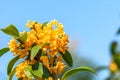 Ripe sweet-scented osmanthus in the garden Royalty Free Stock Photo