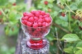 Ripe sweet summer berries. Raspberry in transparent vase on old rough wooden fence. Fresh raspberries on plant branches Royalty Free Stock Photo